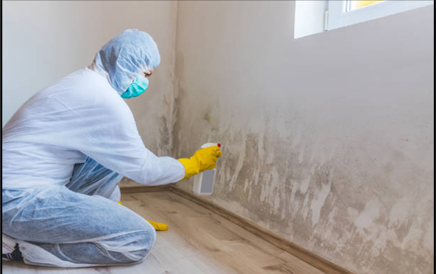 Mold Removal Specialists