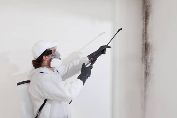 Professional spraying mold on a white walls